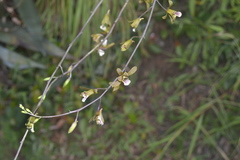 Eulophia epidendraea